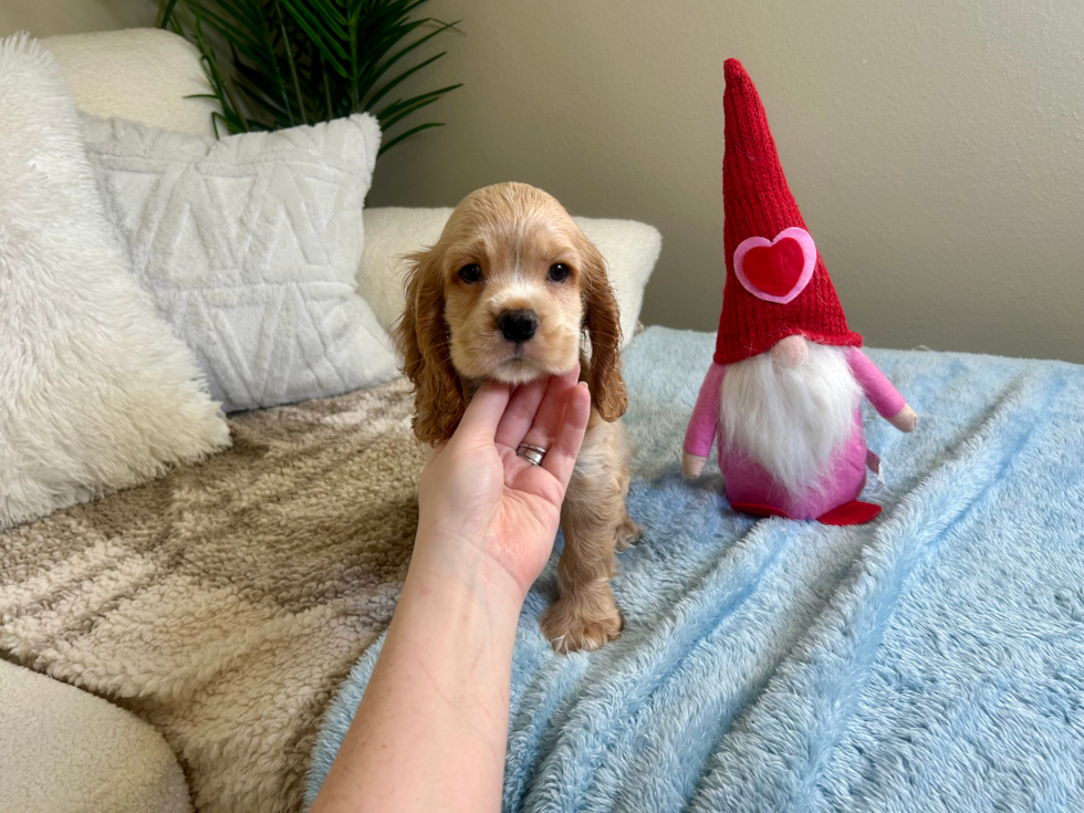 Cute Cocker Spaniel Purebred Puppy