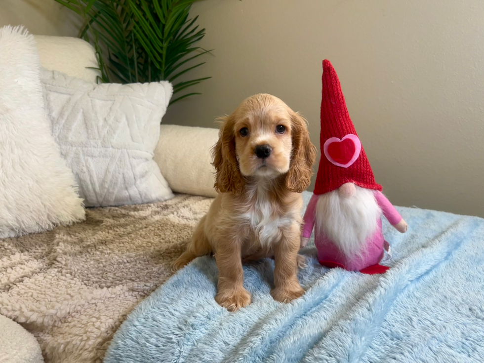 Cute Cocker Spaniel Purebred Puppy