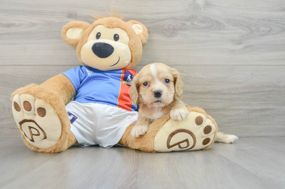 7 week old Cocker Spaniel Puppy For Sale - Lone Star Pups