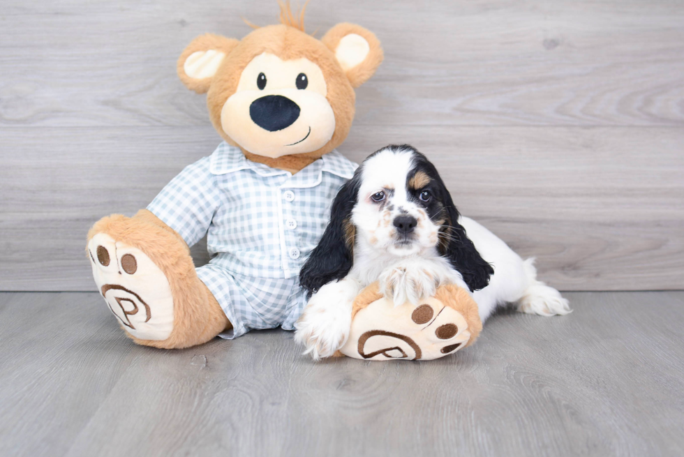 Cute Cocker Spaniel Baby