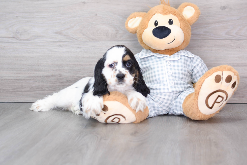 Cocker Spaniel Puppy for Adoption