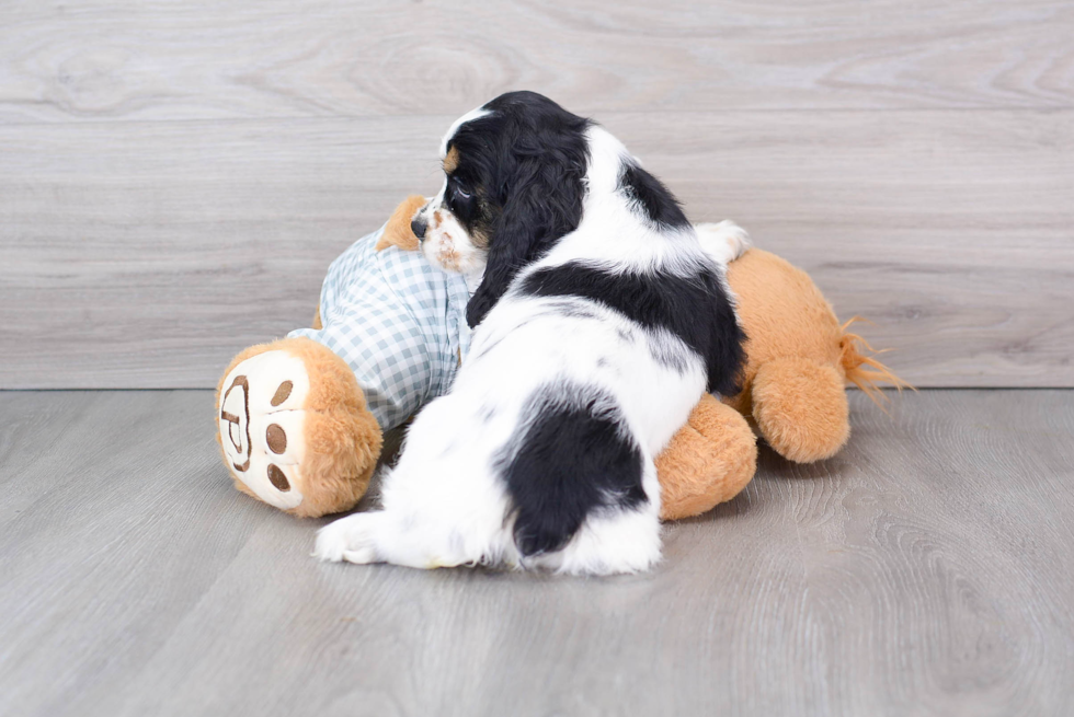 Cocker Spaniel Puppy for Adoption