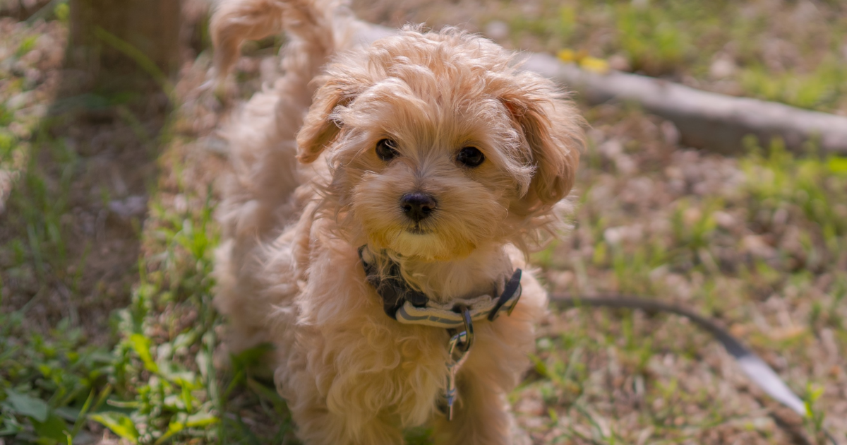 Maltese Poodle Mix Adult Maltese And Papillon Breed Mix Mix Of
