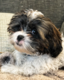 Cute Shih Poo Pup Cute Shih Poo Pup