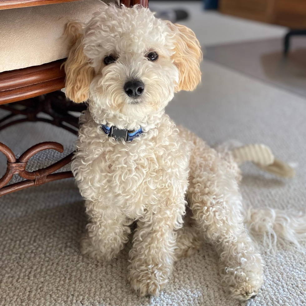 full grown poochon dog with curly hair