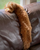 Mini Labradoodle Being Cute Mini Labradoodle Being Cute