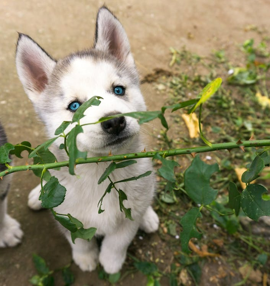 Cute Mini Husky Designer Pup