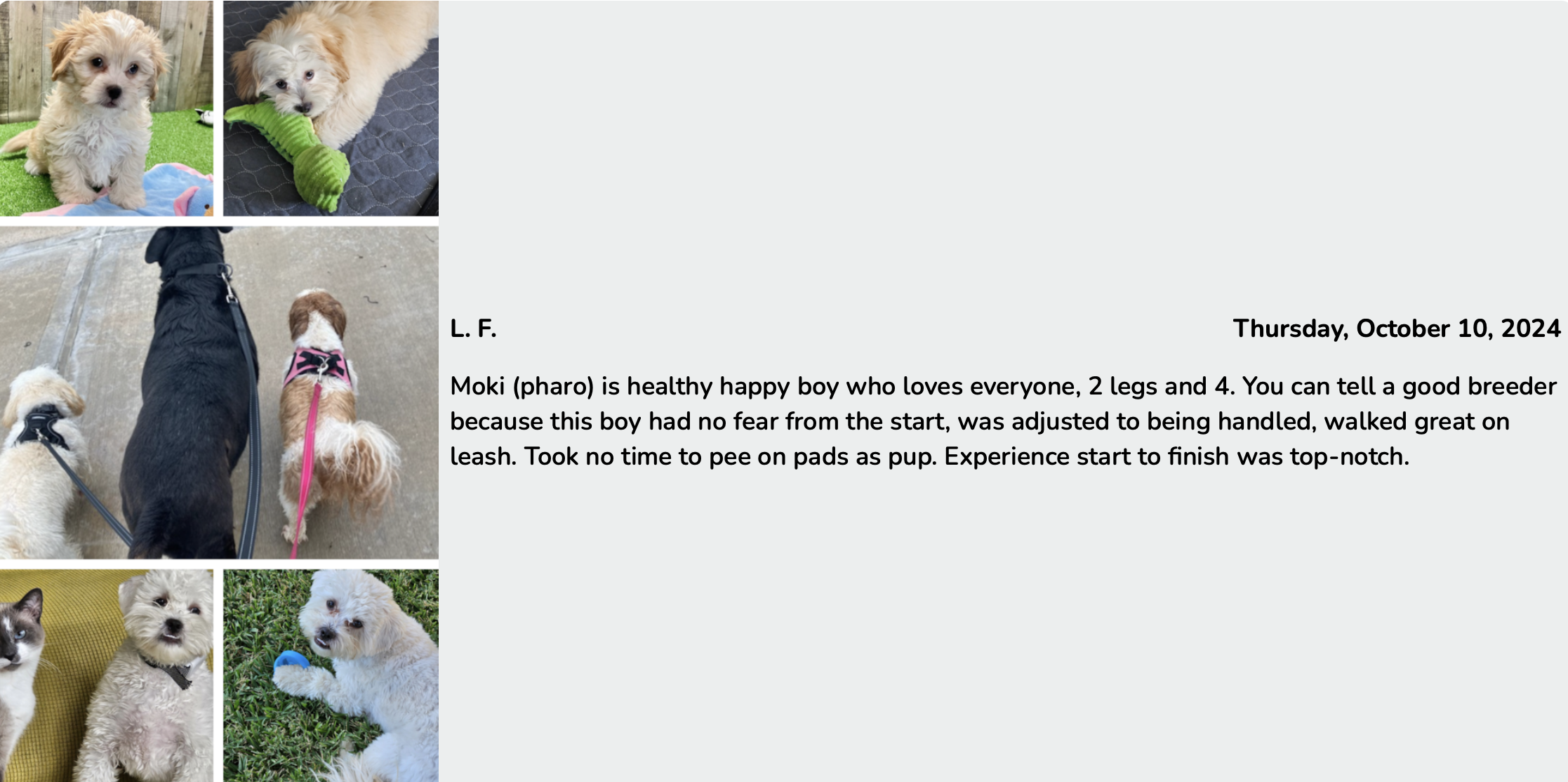 lone star pups customer review of shih poo puppy moki