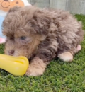 Cute Poodle Purebred Pup