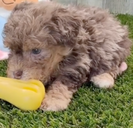 Caniche Puppies For Sale - Lone Star Pups