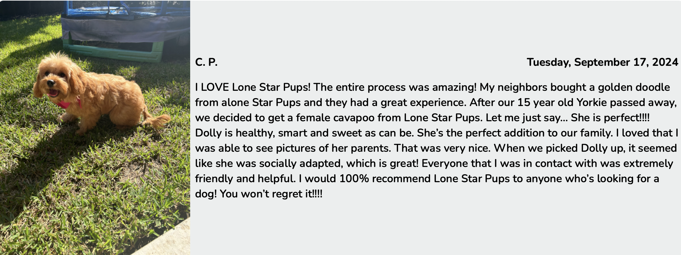 lone star pups customer review of cavapoo puppy dolly