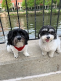 Havanese Being Cute Havanese Being Cute