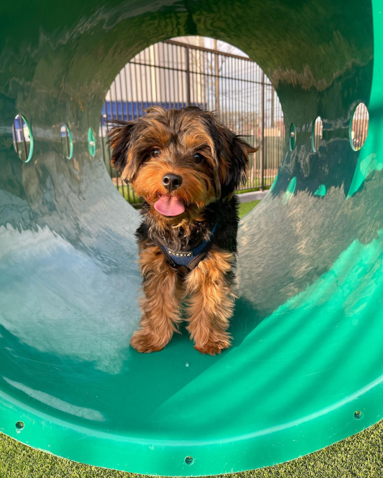 happy yorkie poo in the park