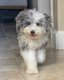 Cute Mini Sheepadoodle Poodle Mix Pup Cute Mini Sheepadoodle Poodle Mix Pup