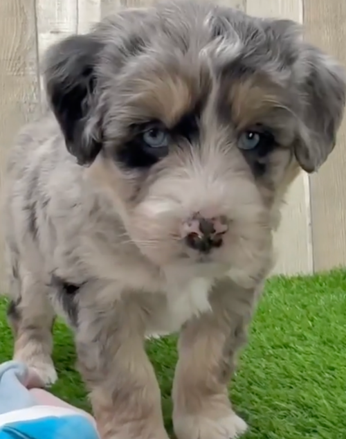 Cute Mini Huskydoodle Pup