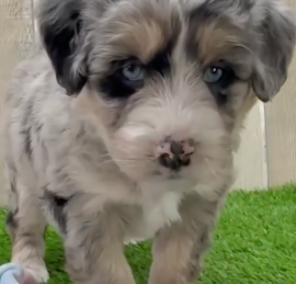 Husky Poo Puppies For Sale - Lone Star Pups