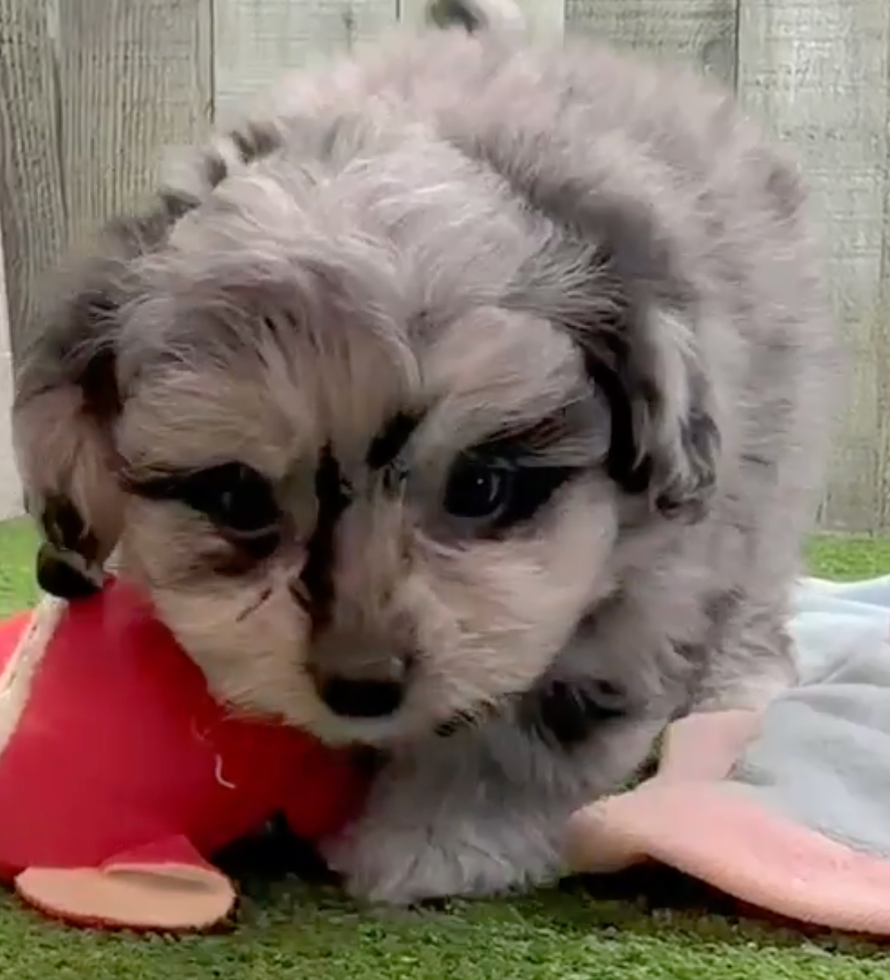 Cute Pom Frise Designer Pup