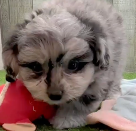 Bichonaranian Puppies For Sale - Lone Star Pups