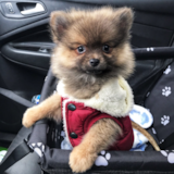 Cute Pomeranian Purebred Pup Cute Pomeranian Purebred Pup