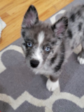 Cute Pomsky Designer Pup Cute Pomsky Designer Pup