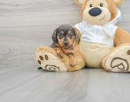 8 week old Dachshund Puppy For Sale - Lone Star Pups
