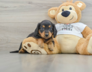 5 week old Dachshund Puppy For Sale - Lone Star Pups