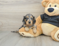 5 week old Dachshund Puppy For Sale - Lone Star Pups