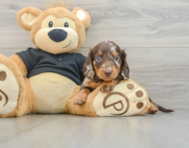 5 week old Dachshund Puppy For Sale - Lone Star Pups