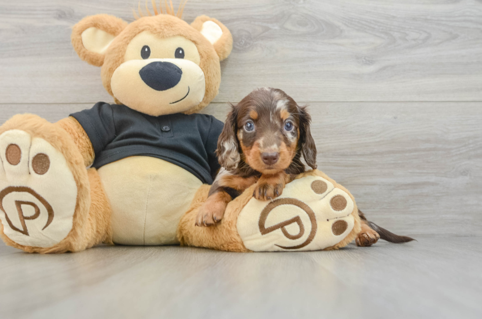 5 week old Dachshund Puppy For Sale - Lone Star Pups