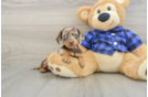 Cute Dachshund Baby
