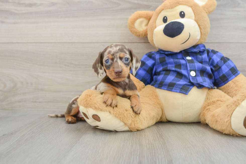 Cute Dachshund Baby