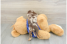 Cute Dachshund Baby