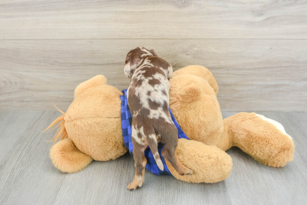 Cute Dachshund Baby