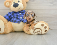 7 week old Dachshund Puppy For Sale - Lone Star Pups