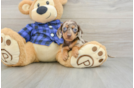 Cute Dachshund Baby