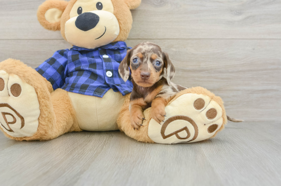 6 week old Dachshund Puppy For Sale - Lone Star Pups