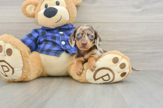 Cute Dachshund Baby