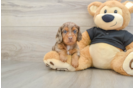 Dachshund Puppy for Adoption