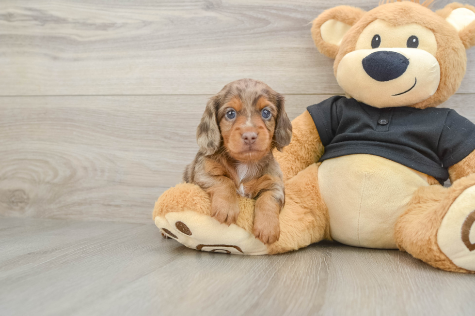 Dachshund Puppy for Adoption