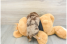 Cute Doxie Purebred Puppy