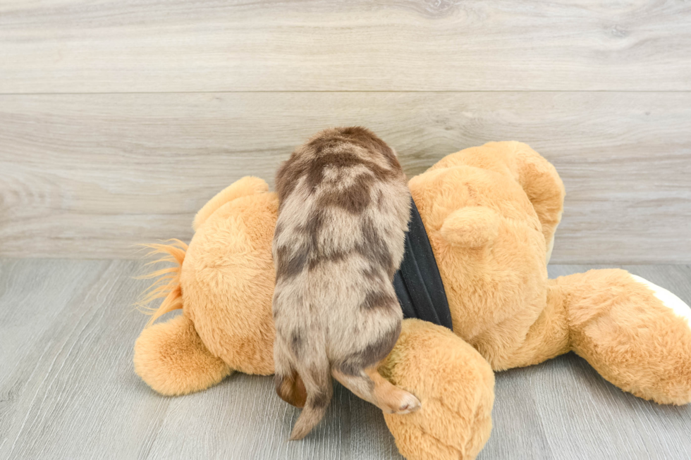 Cute Doxie Purebred Puppy