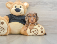 5 week old Dachshund Puppy For Sale - Lone Star Pups