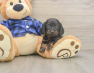 5 week old Dachshund Puppy For Sale - Lone Star Pups