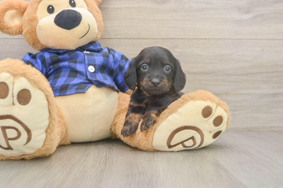 6 week old Dachshund Puppy For Sale - Lone Star Pups