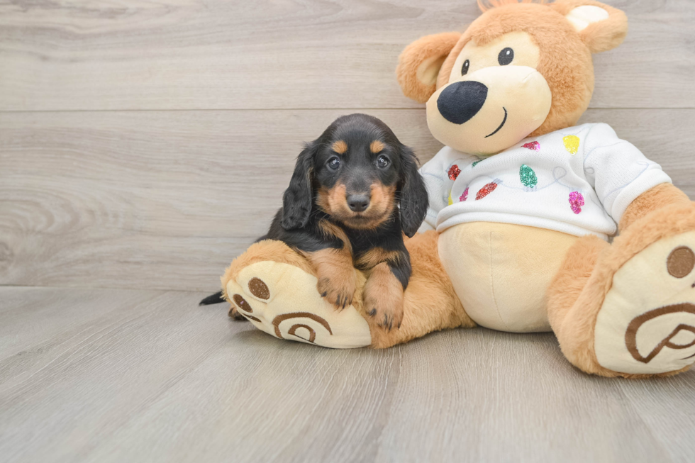 Dachshund Pup Being Cute