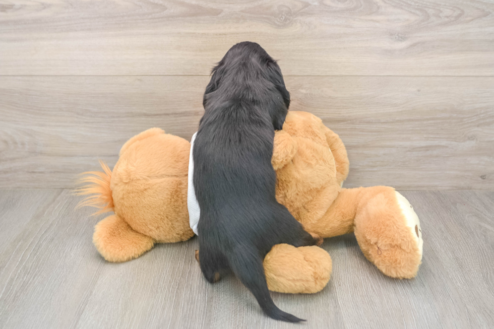 Cute Dachshund Purebred Pup