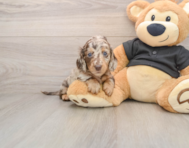 5 week old Dachshund Puppy For Sale - Lone Star Pups