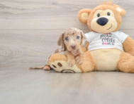 5 week old Dachshund Puppy For Sale - Lone Star Pups