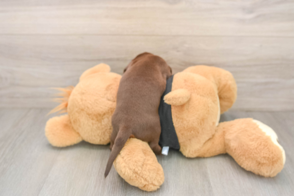 Dachshund Puppy for Adoption