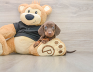 5 week old Dachshund Puppy For Sale - Lone Star Pups